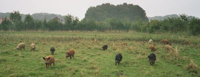 Galoppierende Wollschweine